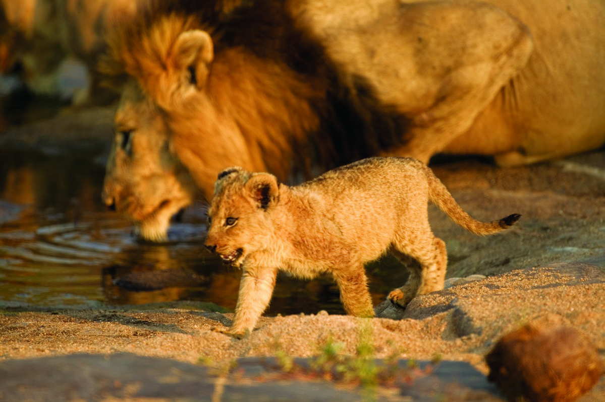 Singita Boulders, Sabi Sands, South Africa Best African